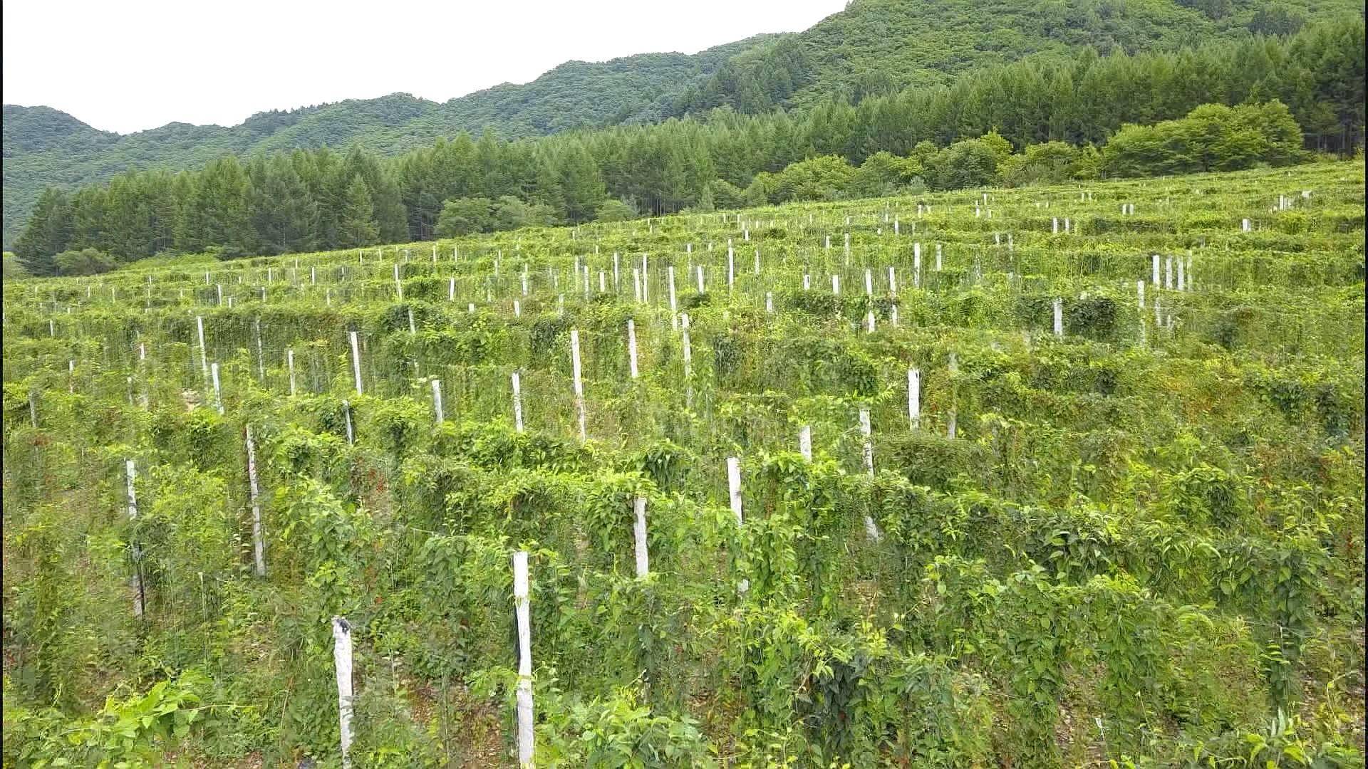最科学的种植技术,将园艺地布,"十"字型架势巧妙的应用于五味子种植中