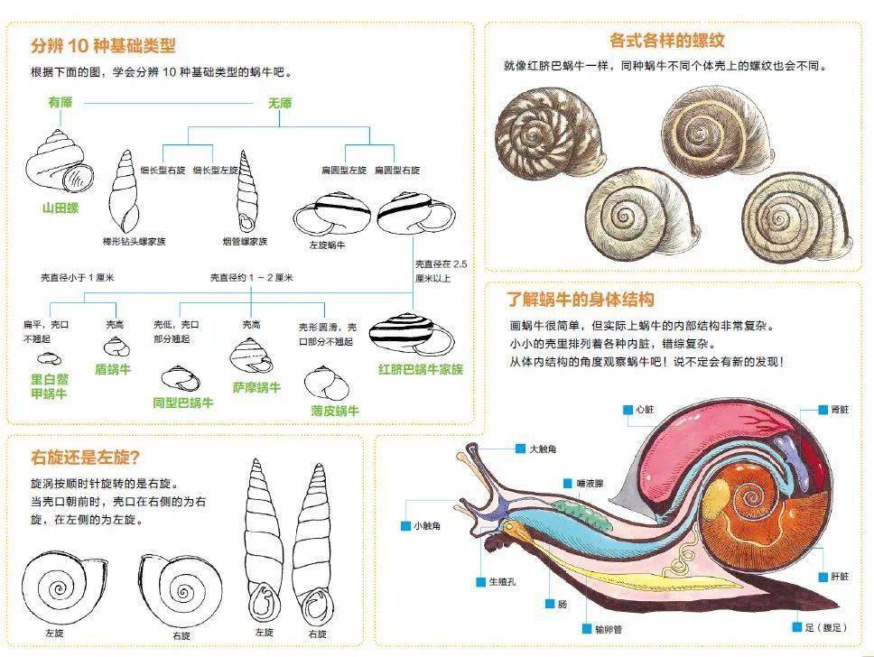 蜗牛外套膜图片