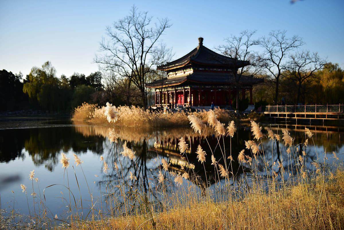 秋满荻花洲两首情感真挚的荻花秋意蕴悠长值得品读