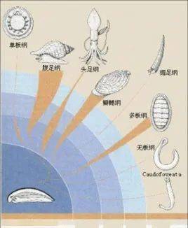 观往知来贝壳和贝壳的制造者二贝类动物的分类学