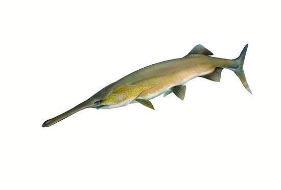 钱塘江里发现怪物渔民捕到长着鸭嘴的鱼立即报警了