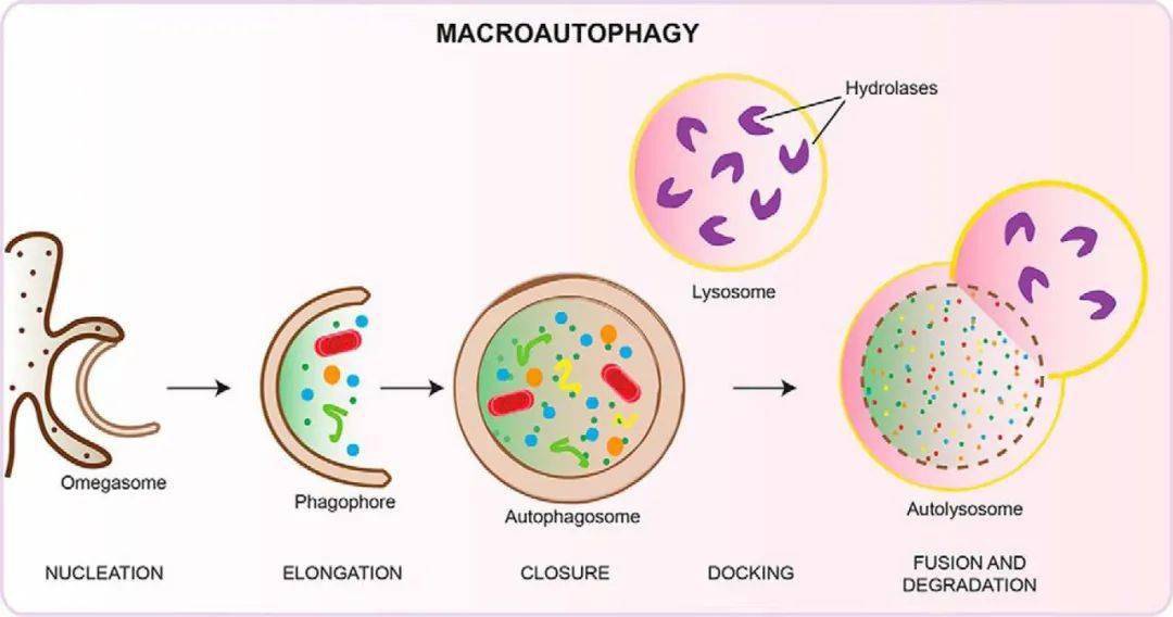 解答自噬体领域谜题,清华大学葛亮团队发现新型内膜互作调节自噬体膜