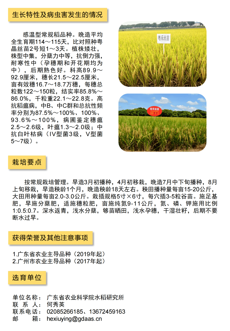 龙庆稻20水稻简介图片