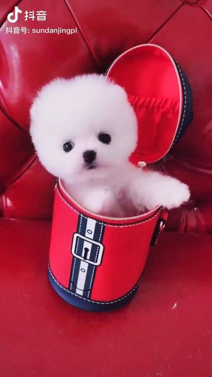 酒都寻珍宝家有萌宠博美俊介茶杯犬