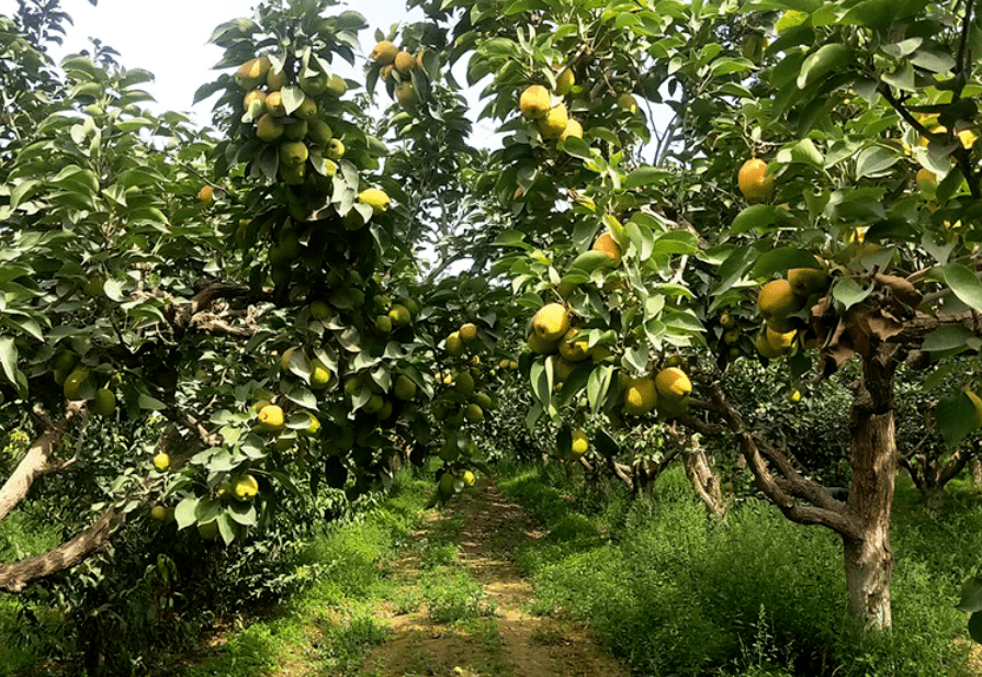 plus香梨基地 全程种植禁止使用除草剂,生长调节剂,有机肥作为底肥.