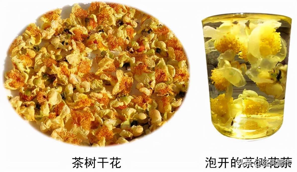 茶树花之美花太美功效更赞