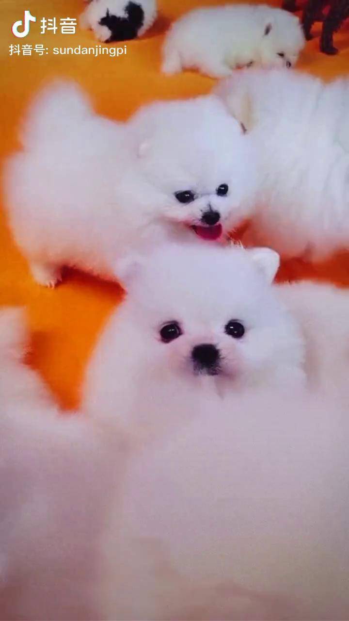 萌宠博美俊介博美宝宝博美茶杯犬