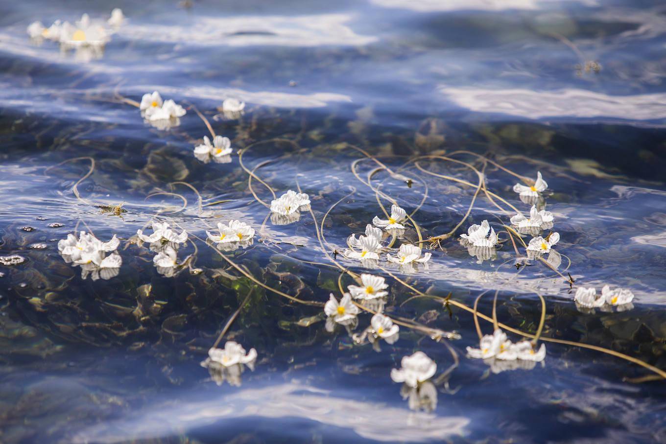 从丽江到泸沽湖水性杨花开满六月天