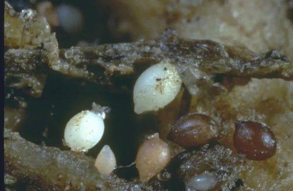 (3)甜菜胞囊线虫 heterodera schachtii schmidt(2)甜菜霜霉病菌