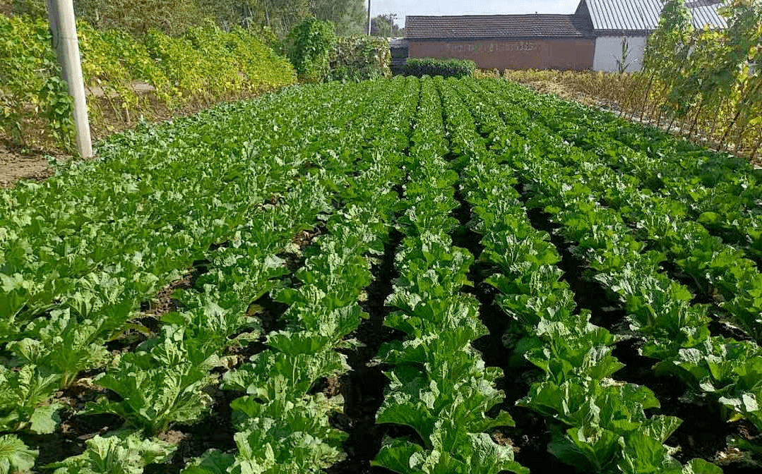 【美丽乡村建设进行时】20 五大连池市妇联"美丽家园"建设风采展示