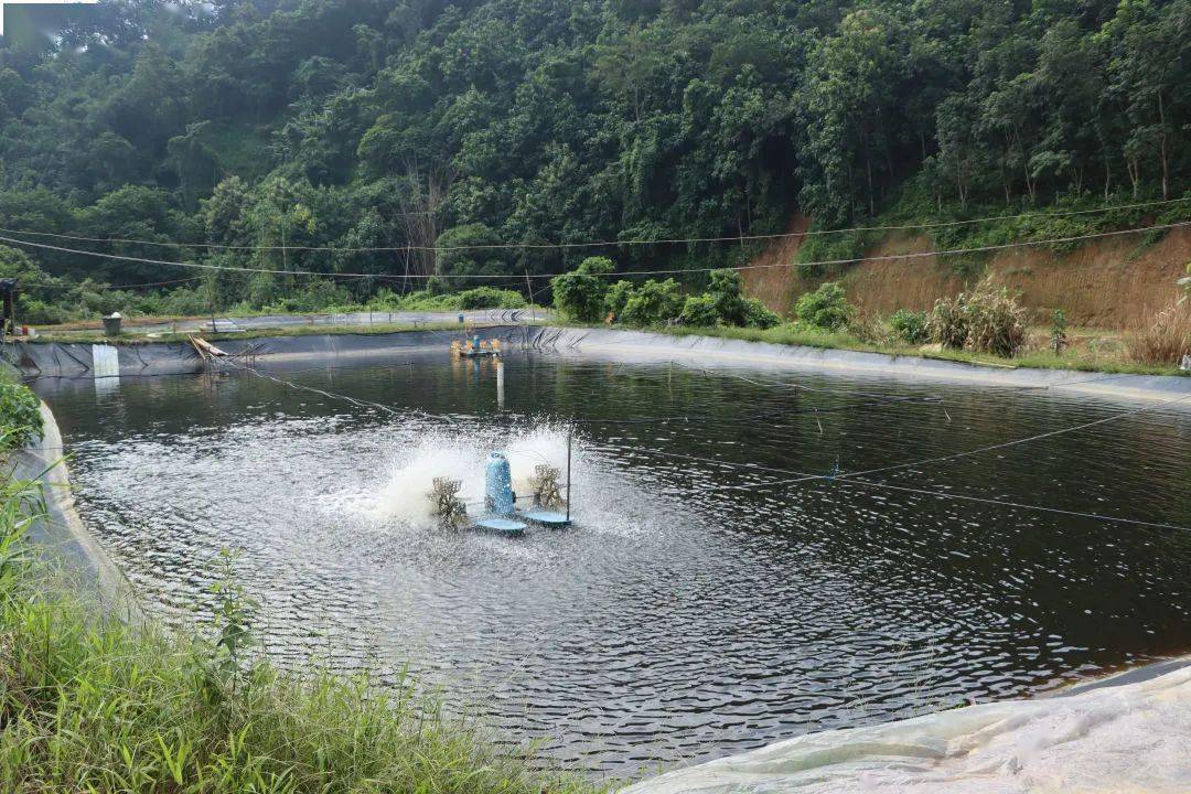 淡水养虾,只用盐?