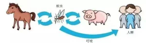 秋雨|近期高发，病死率高！济南疾控特别提醒