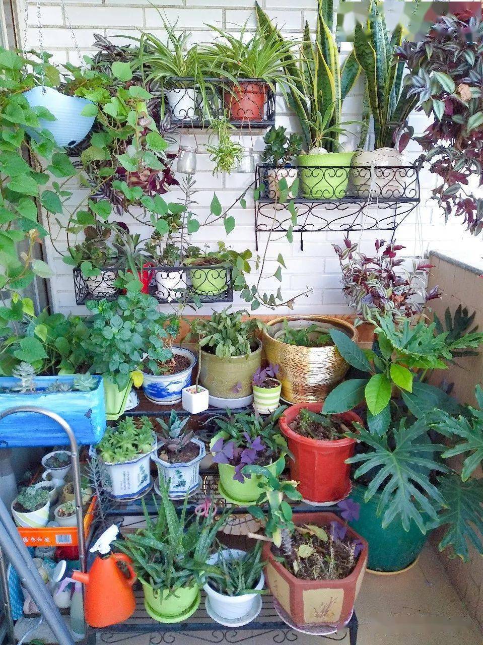 阳台种菜|一位宝妈,她在阳台上种了三十多种花,多肉,绿植,芽菜