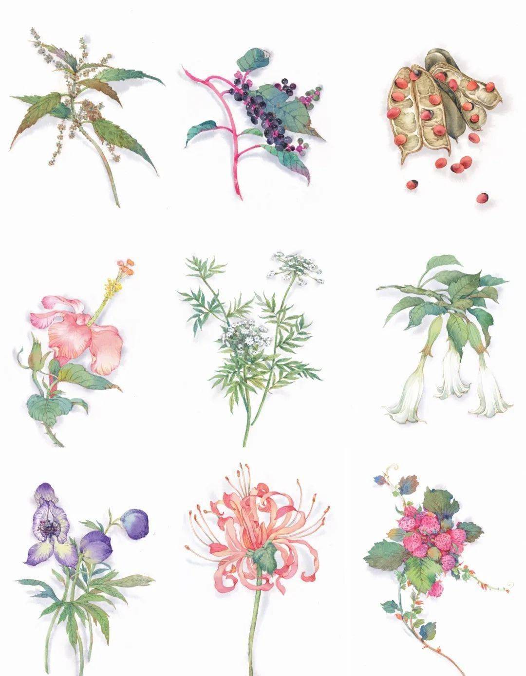 新书 毒草芬芳 芭芭笔下的水彩花卉 作品展