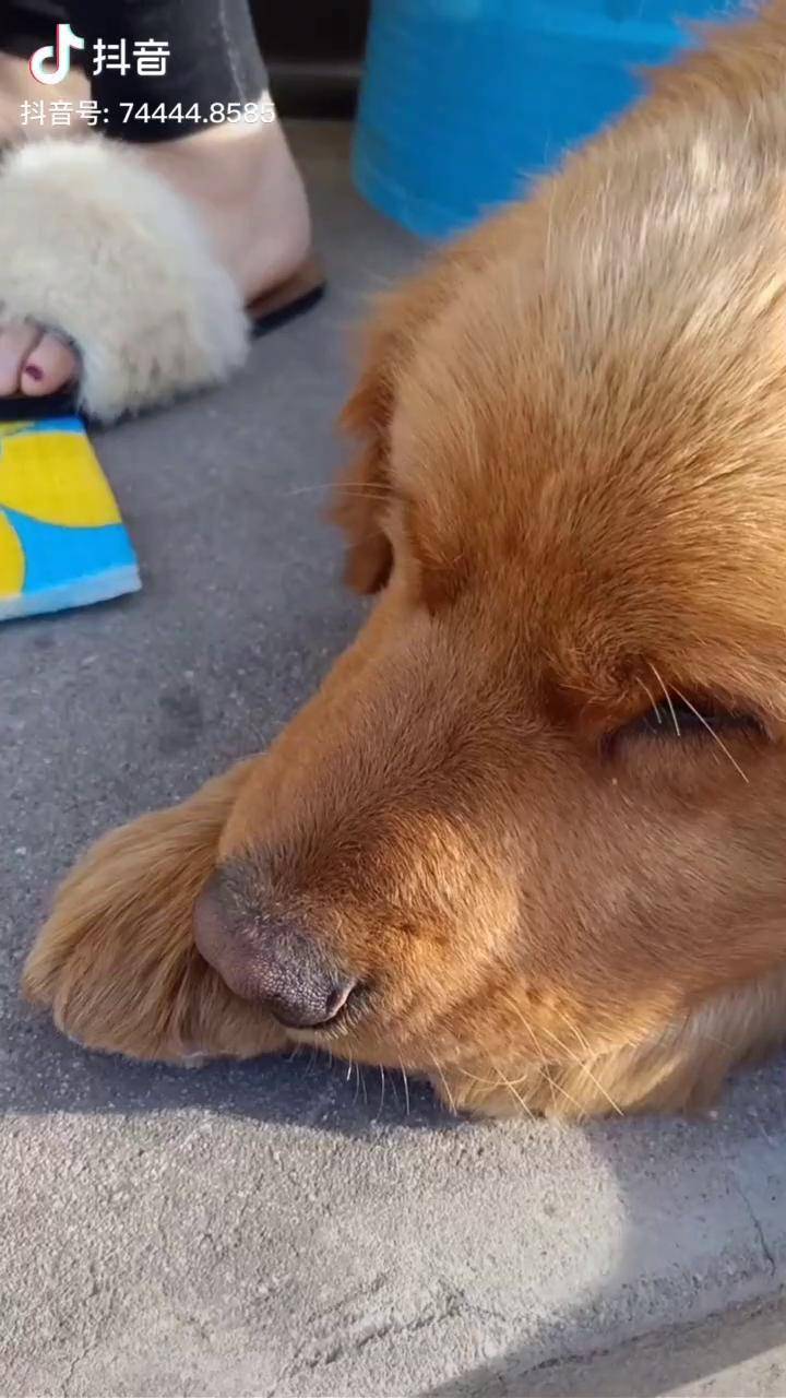 渣狗果然公狗都是大猪蹄子