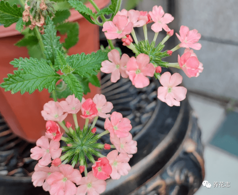 秋冬催花常用的有机肥 不用花钱买 拿这些材料自制 真好使 骨粉