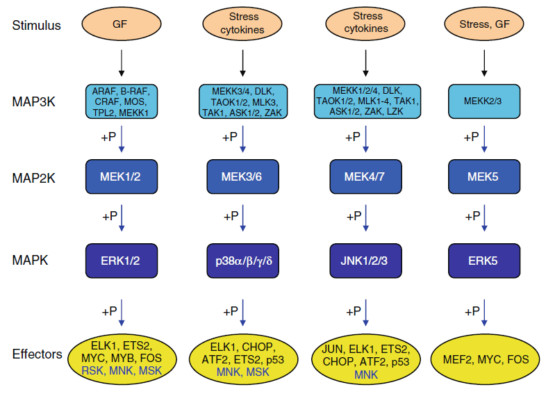 细胞信号通路MAPK信号通路分析详解_kinase