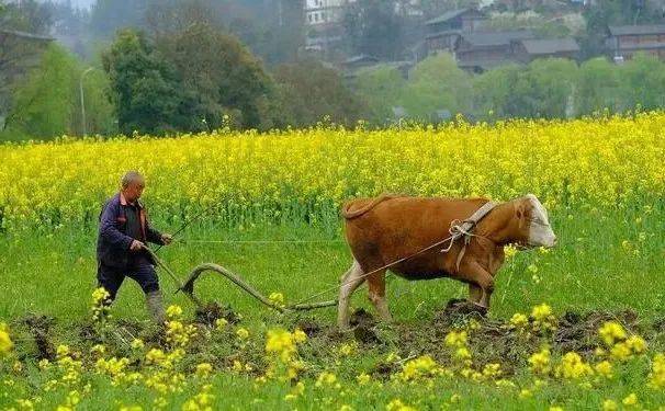 扶犁手是指驾驭步犁翻耕土地的人,犁是一种耕地用的劳动工具,在机械化