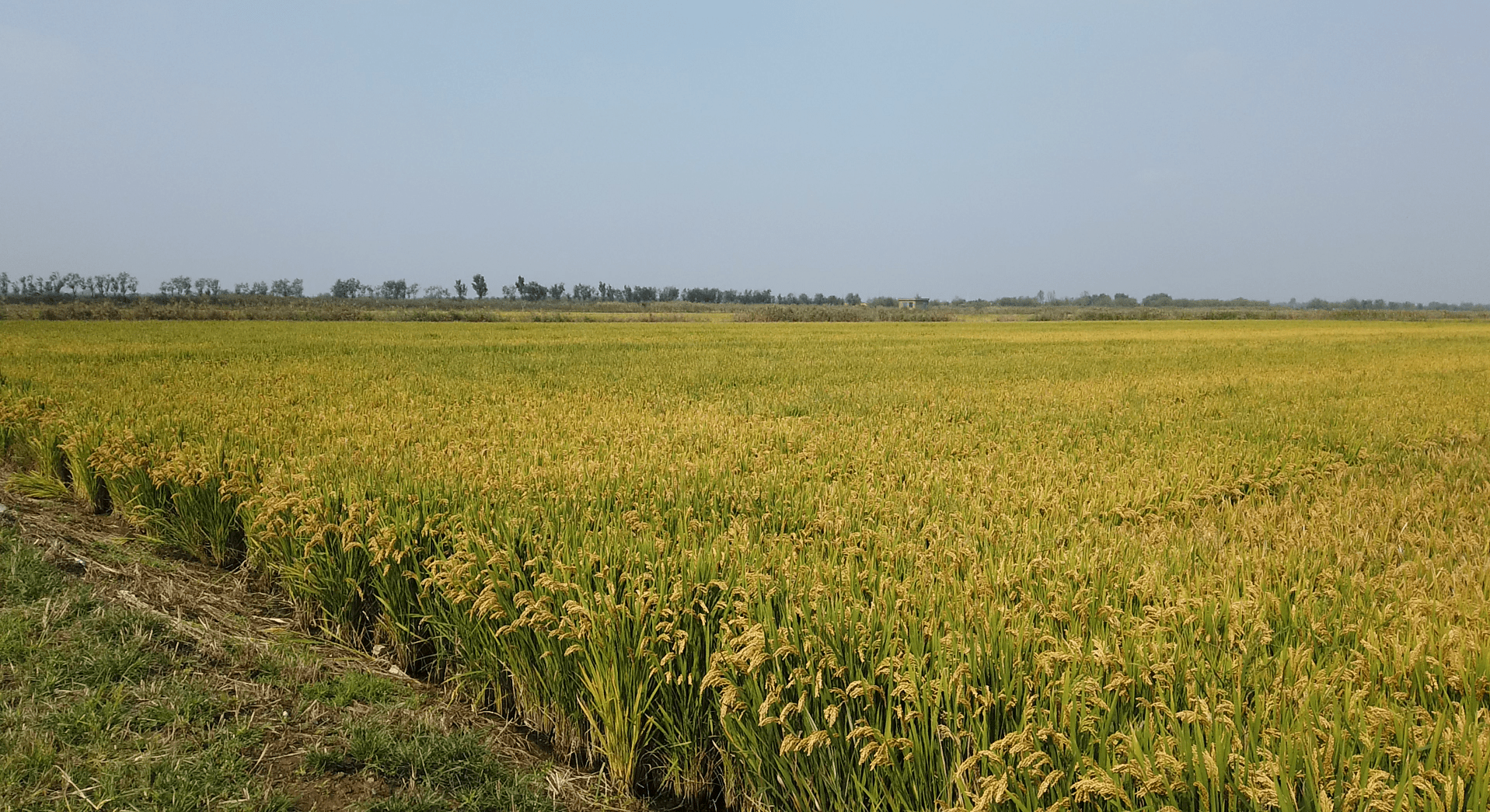 全国规模最大!潍坊这个海水稻种植基地亩产破新高