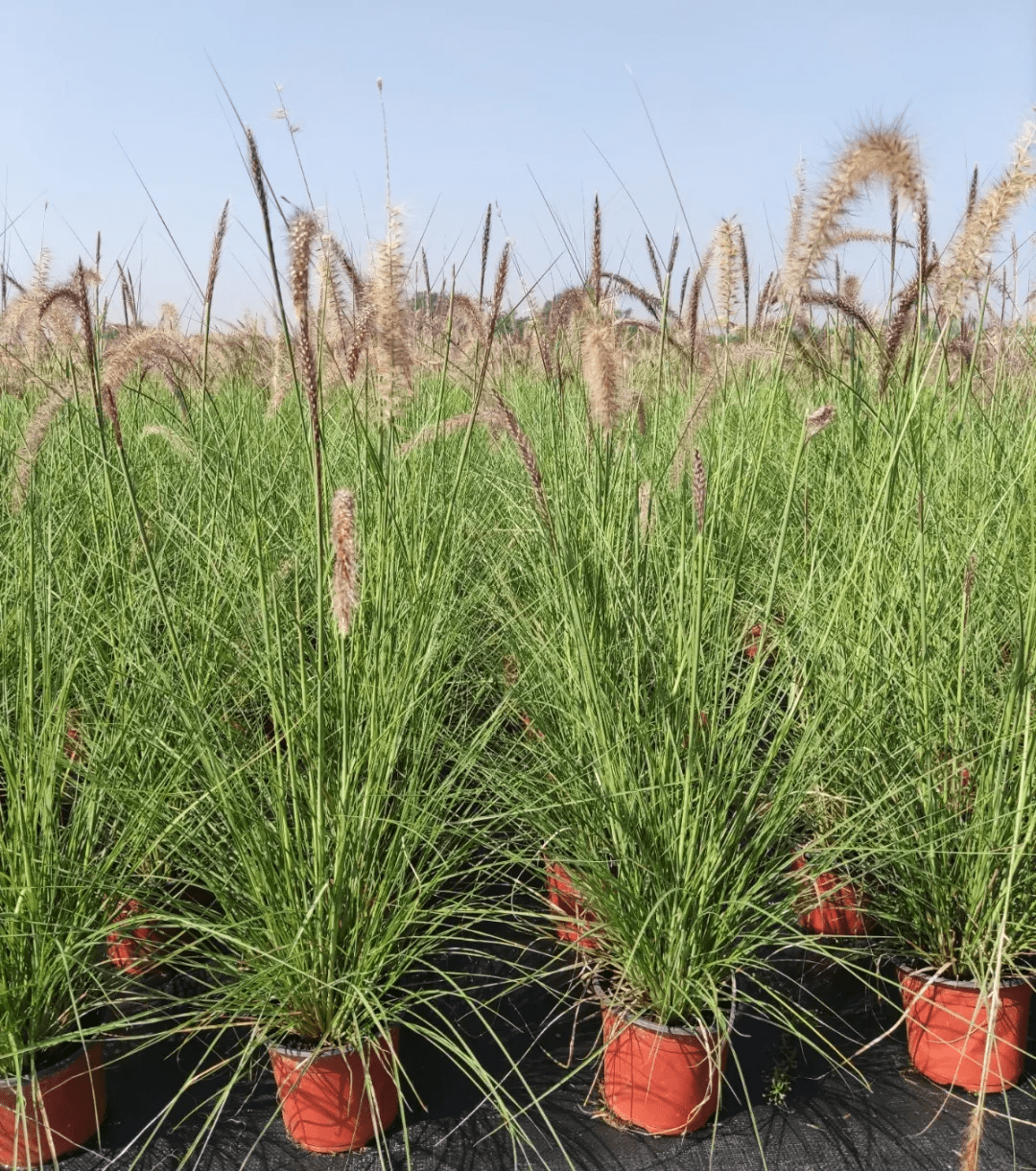 自然野趣的观赏草四季有景春夏观叶秋季赏色冬季悦絮