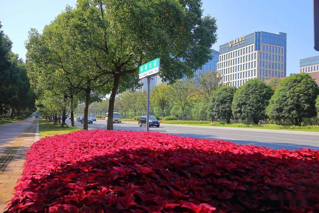 嘉兴最美的秋色,都挥洒在南湖大道上