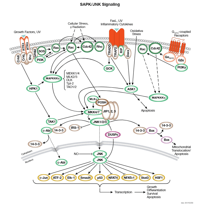 细胞信号通路mapk信号通路分析详解