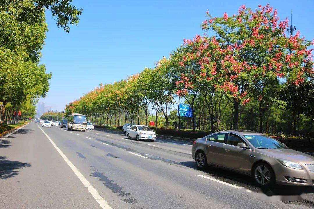 嘉兴最美的秋色,都挥洒在南湖大道上