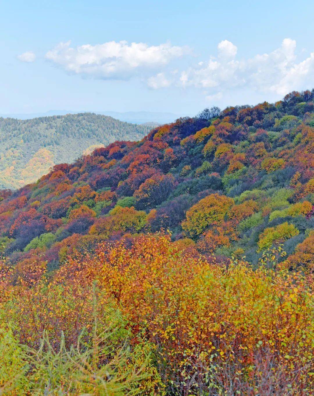国庆假期带你遇见六盘山最美秋色