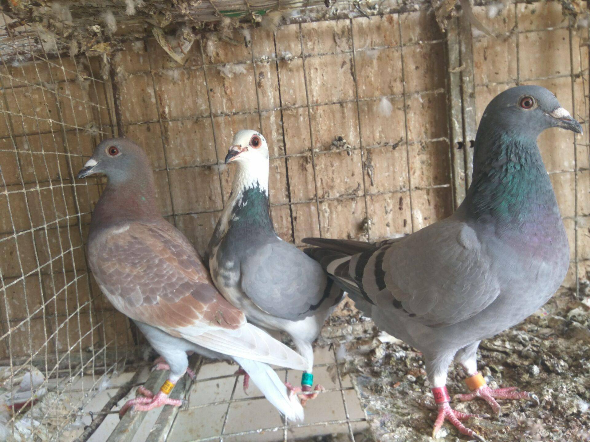 什么叫毛滴虫 1b4329a7f2ea4d3887b03429ff5eeac1.jpeg