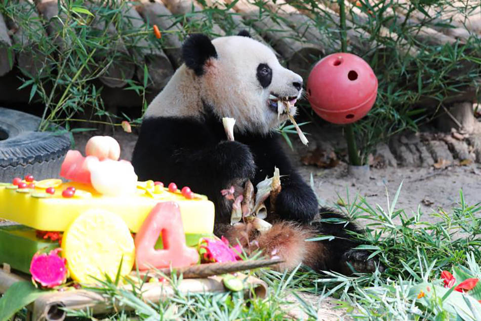 國慶假期第二天上海野生動物園三隻大熊貓歡慶生日