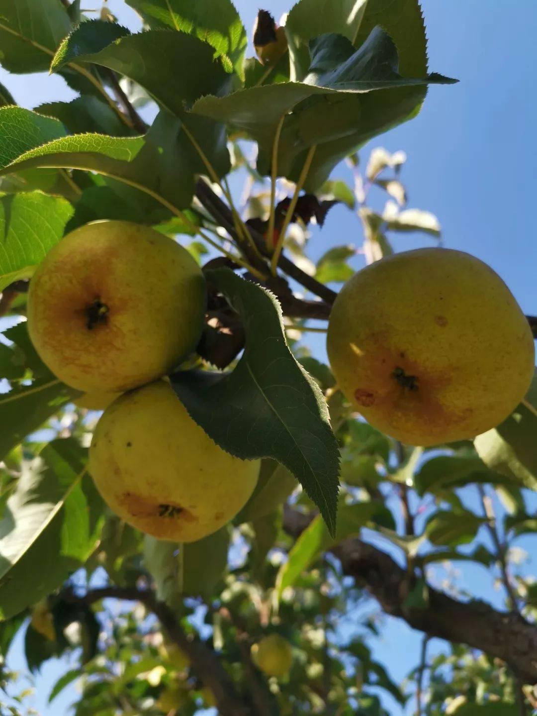 欧亚自采 | 延边龙井苹果梨 脆甜多汁!产地直达!新鲜上市!
