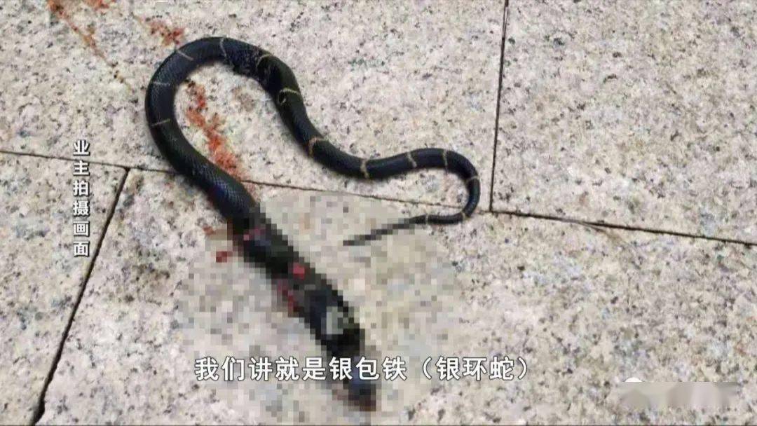 眼镜蛇银环蛇南宁又一小区多种毒蛇出没物管小蛇抓都抓不完