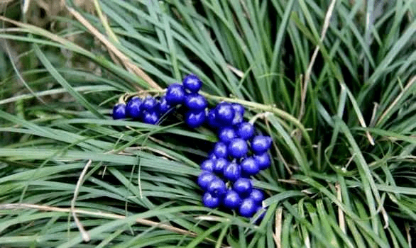 麦冬的蓝色果实图片