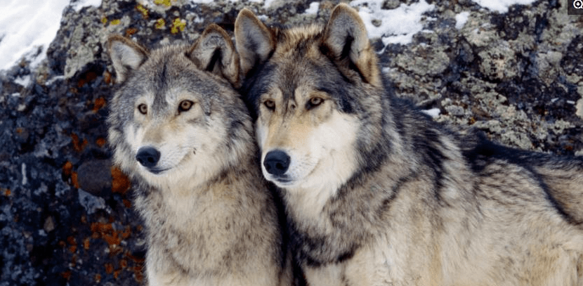 与狼成狼与猪成猪深度好文