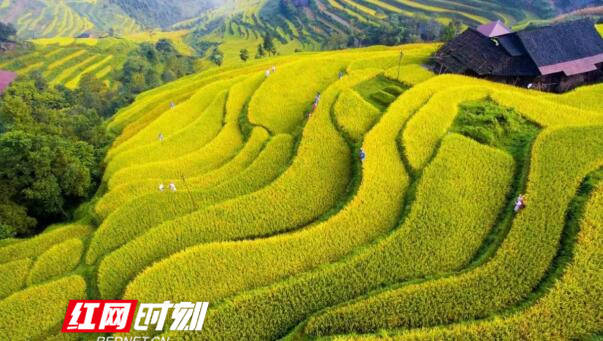 花瑶|我在瑶山有块田 稻花香里闹瑶乡