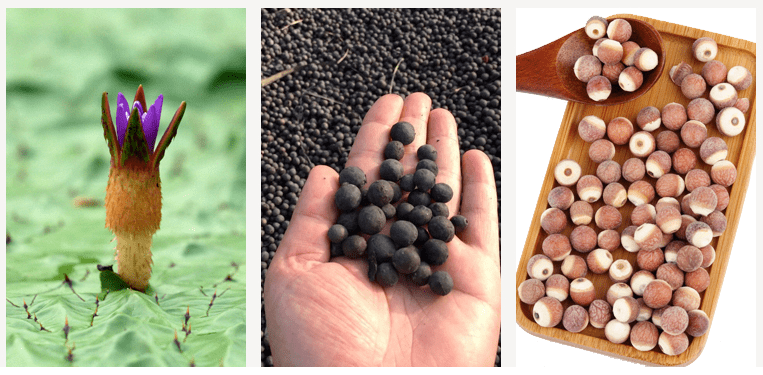 药食同源的芡实被称为水中人参这样吃健脾益气补虚健体