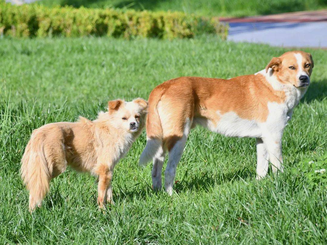 世界动物日你有见过这些校园萌宠吗