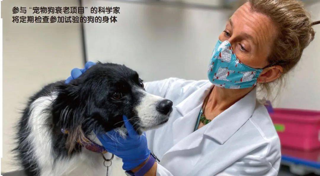 狗为研究人类衰老探路_实验