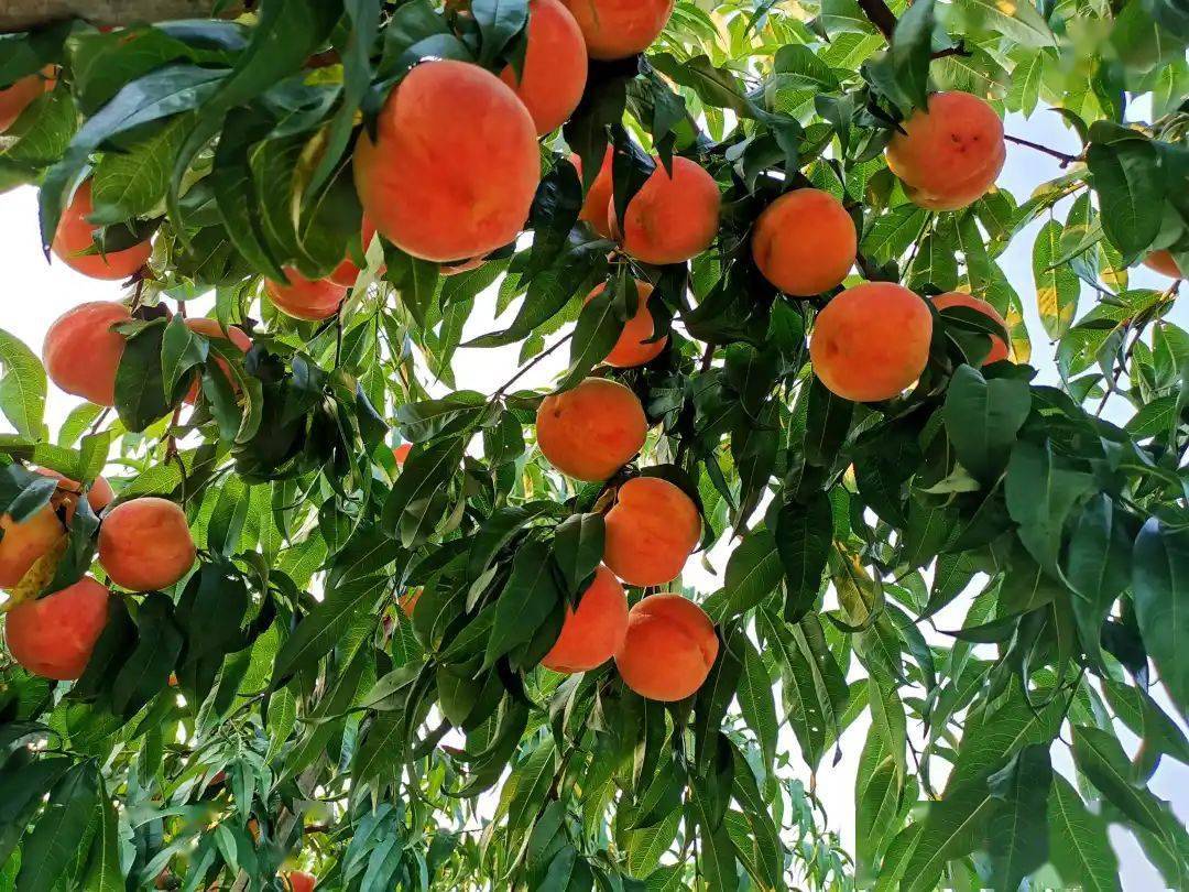 平谷大桃再登国庆招待会