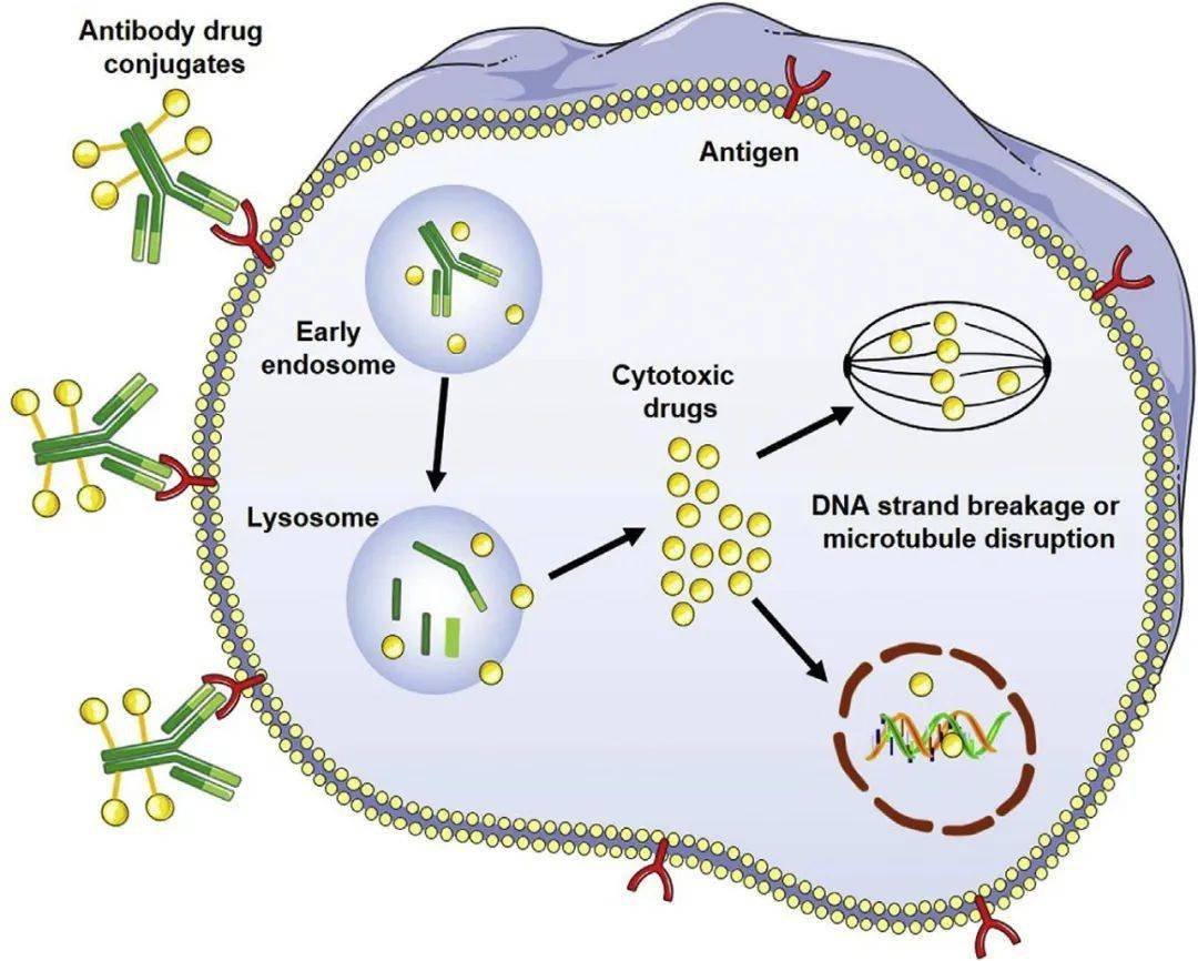 adc药物:靶点选择与耐药机制