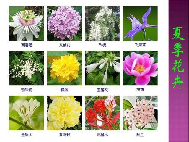 北方常见花卉名称大全图片