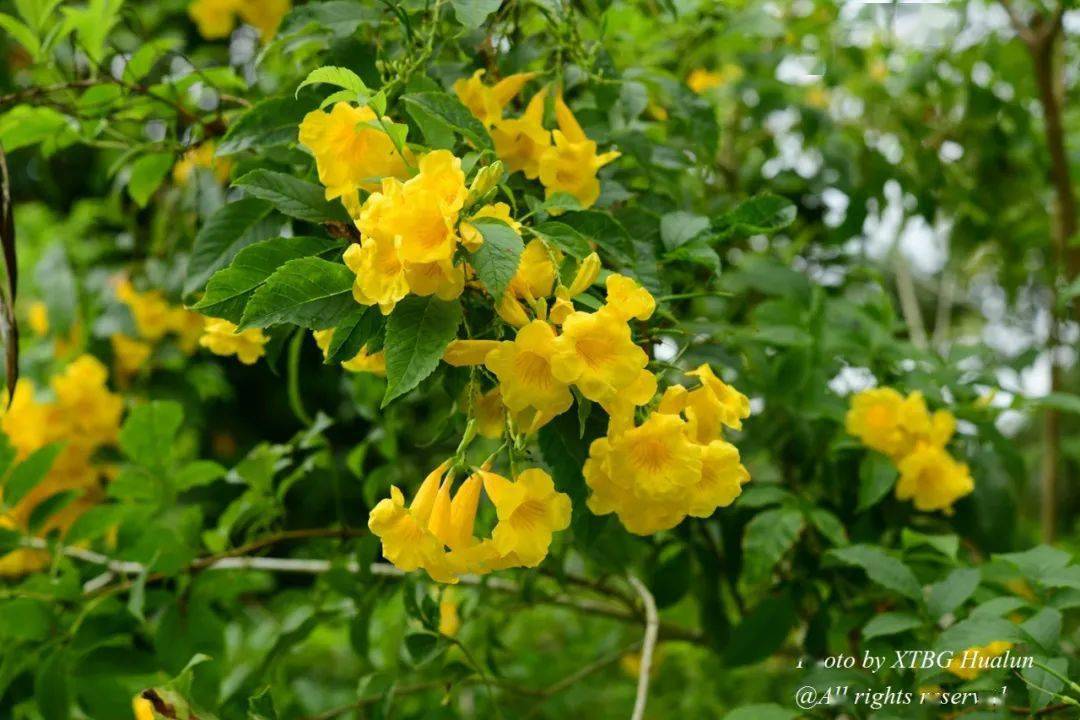 Cop15 西双版纳热带植物园国庆开花100种 荫生