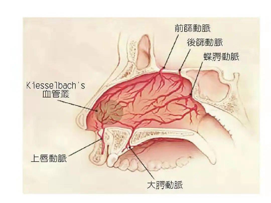 鼻出血時你做對了嗎