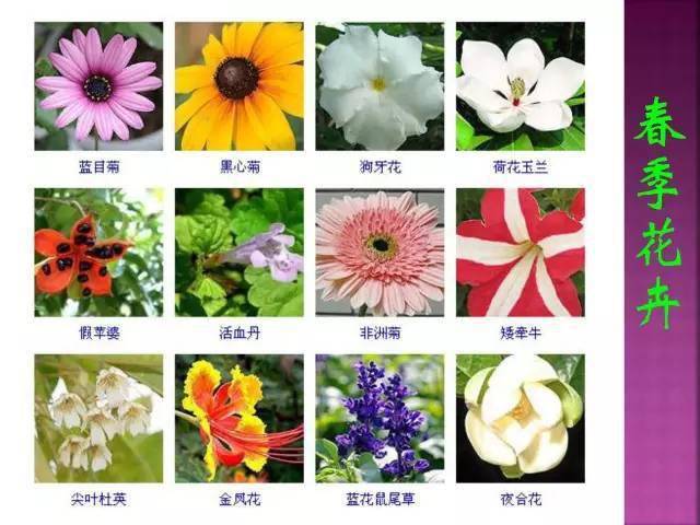 小型花卉图片及名称图片