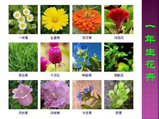 花卉绿植名称大全图片