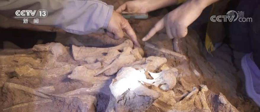 恐龙|一眼穿越亿万年 重返侏罗纪｜“禄丰恐龙头朝东方”之谜，专家这样分析……