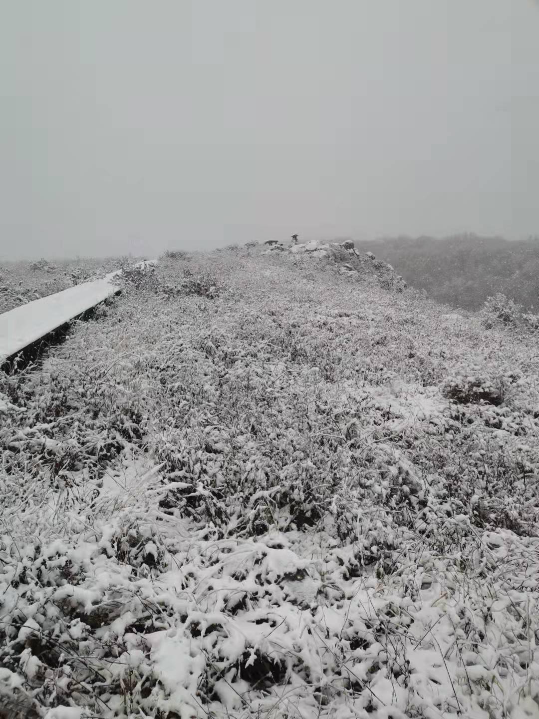 亚高山|6厘米厚积雪，难得一见雾凇景象！百花山披“白纱”