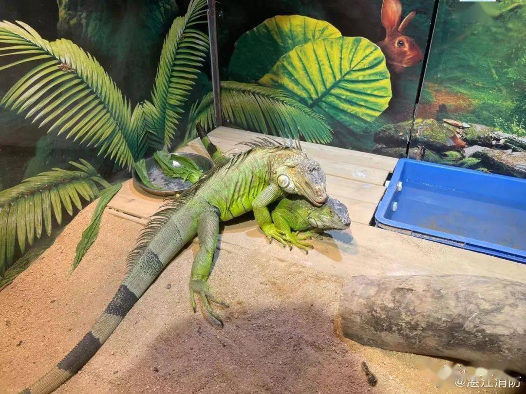 惊呆湛江一村民在自家树木上发现一条巨蜥蜴