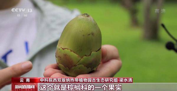 侏罗纪|云南禄丰恐龙科考工作进入“啃硬骨头”阶段 恐龙化石是如何修复的呢？