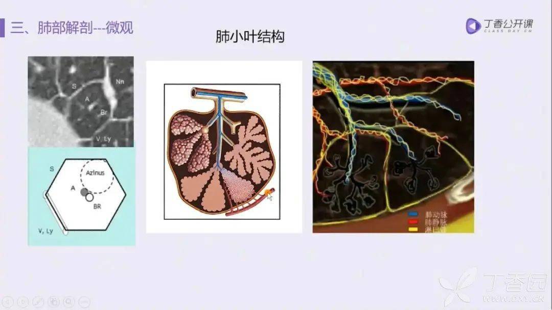 小葉周邊會有哪些結構?